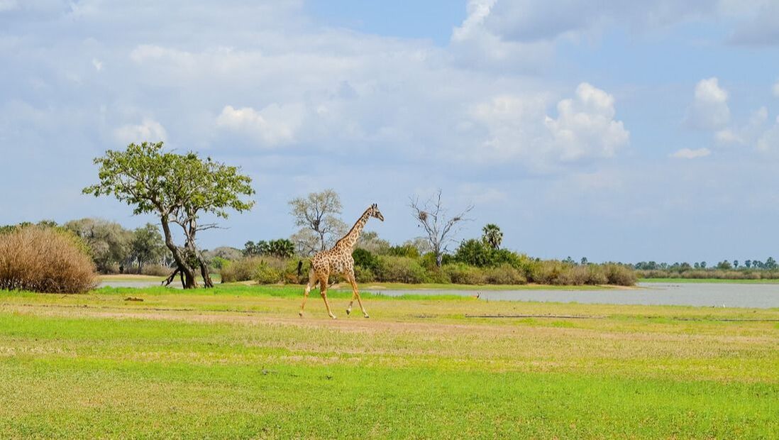 Eine Giraffe spaziert über eine grüne Savanne