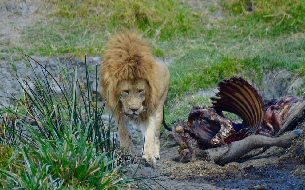 Ein männlicher Löwe neben einem Kadaver