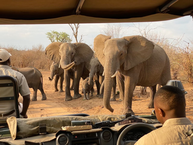Offenes Safarifahrzeug bei einer Elefantenherde