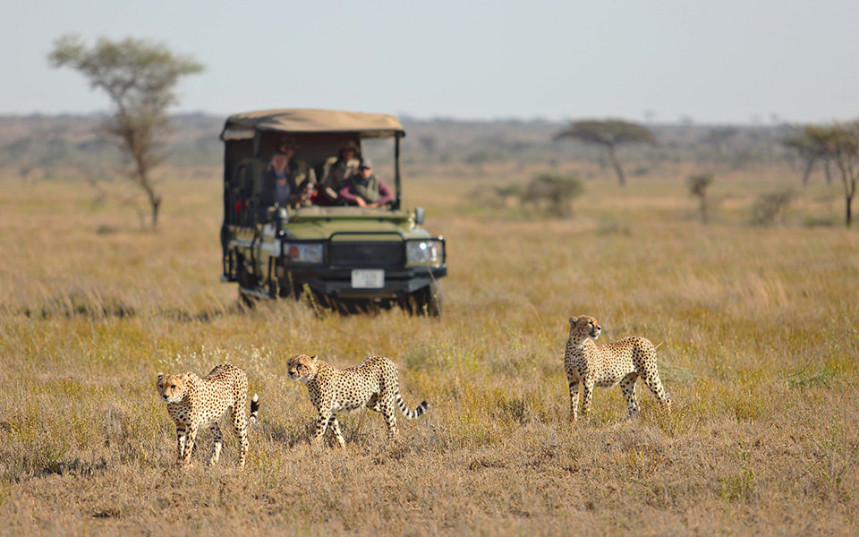 Drei Geparden wandern durch die Savanne gefolgt von mehreren Personen in den Safarifahrzeugen