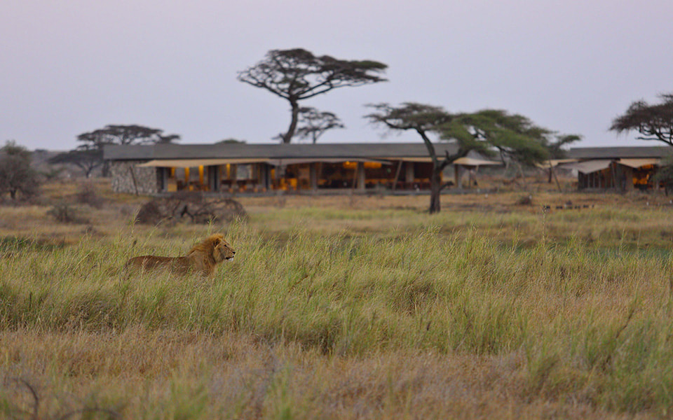 Ein Löwe im hohen Gras direkt neben einer Zeltlodge in Tansania
