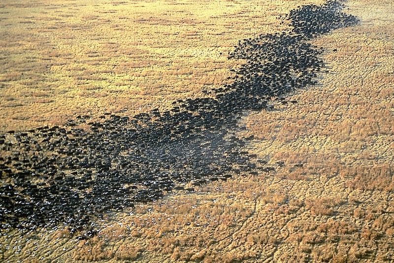 Eine große Herde von Wasserbüffeln in einer riesigen afrikanischen Steppe