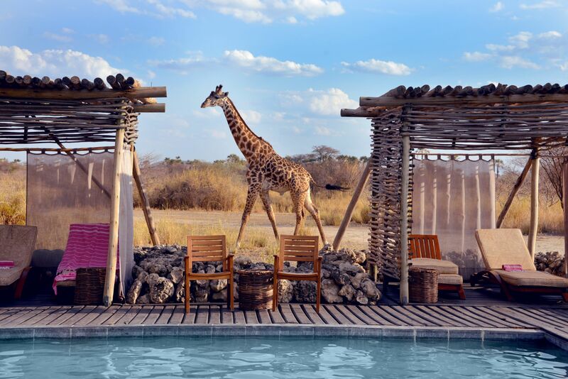 Ein Pool mit mehreren Liegen und im Hintergrund eine Giraffe