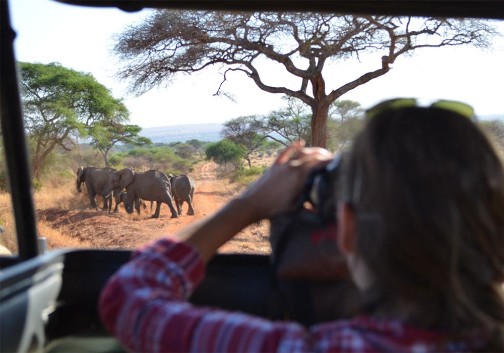 Driving Safaris