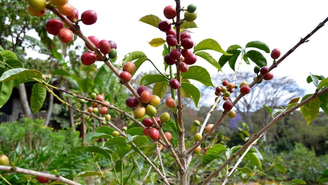 Früchte eines Kaffeebaumes im Arusha Nationalpark