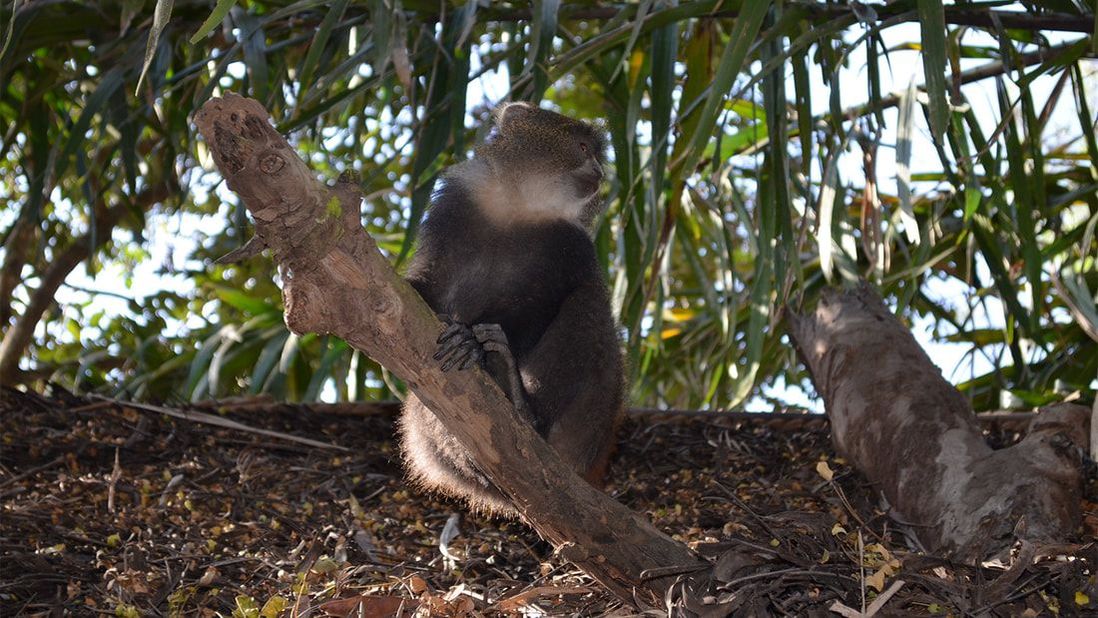 Ein kleiner Affe sitzt auf einem Laubboden