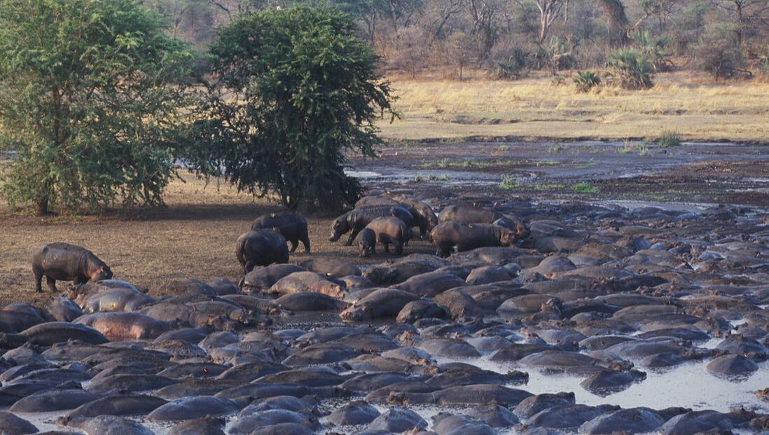 Viele Flusspferde am und in einem Fluss in Afrika