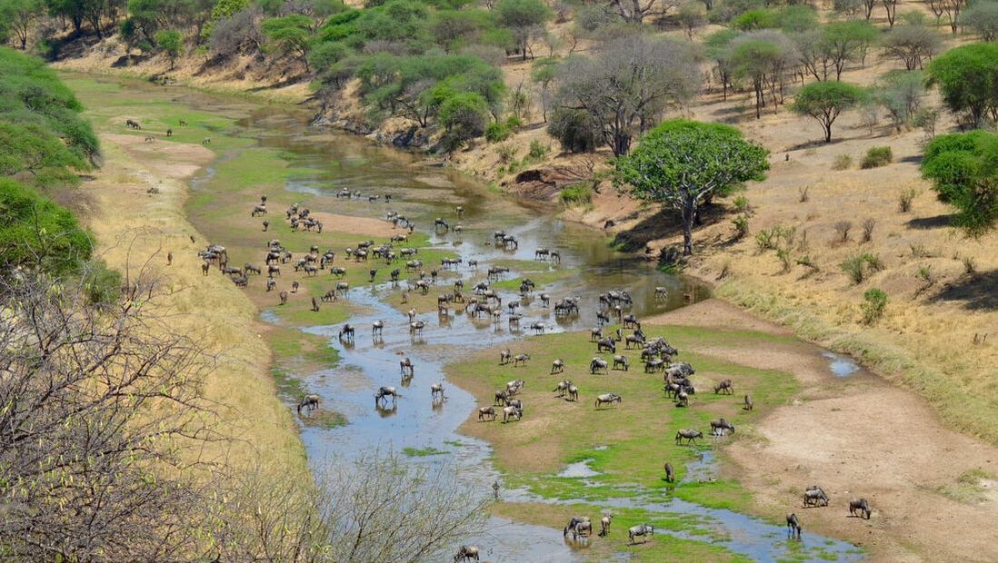 Viele verschiedene Tiere in einem Flussbett in Tansania