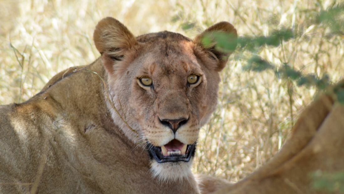Eine Löwin mit offenem Mund schaut direkt in die Kamera