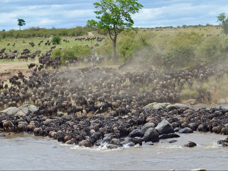 Viele Gnus am Ufer eines Flusses in der Serengeti