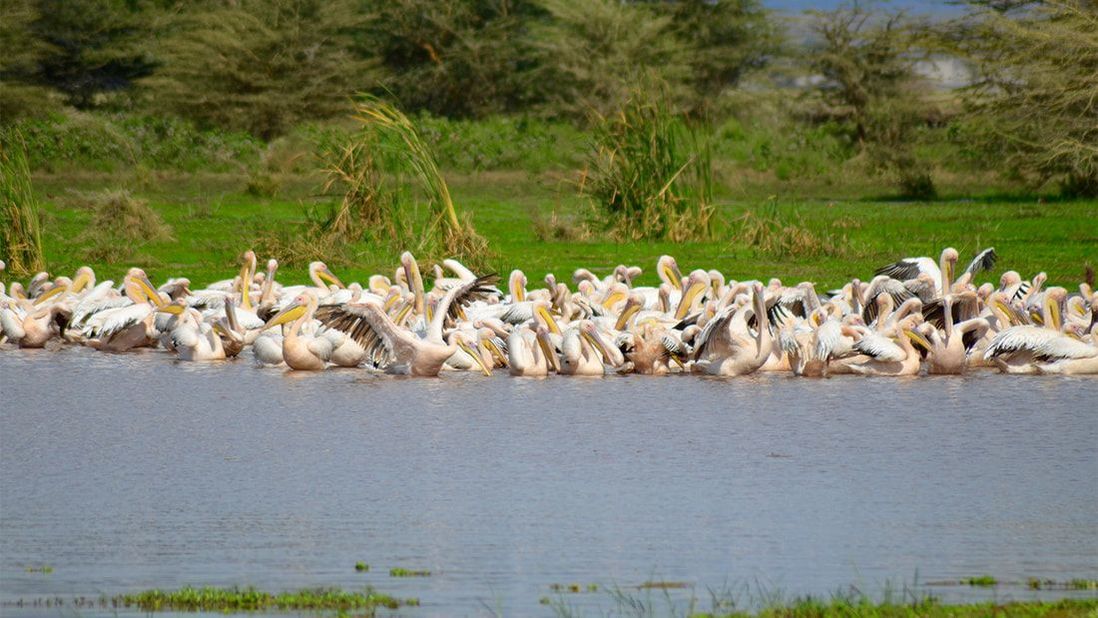 Viele weiße Pelikane schwimmen auf einem See