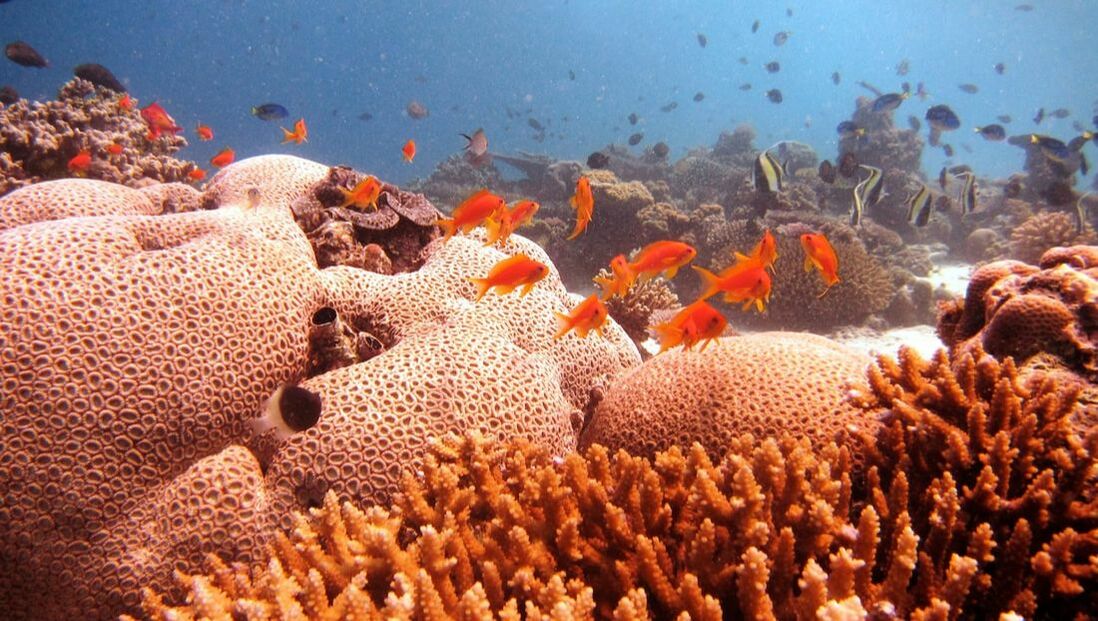 Viele bunte Goldfische in einem Korallenriff im Indischen Ozean
