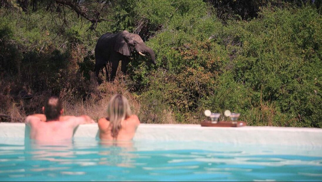 Zwei Personen in einem Pool beobachten einem Elefanten