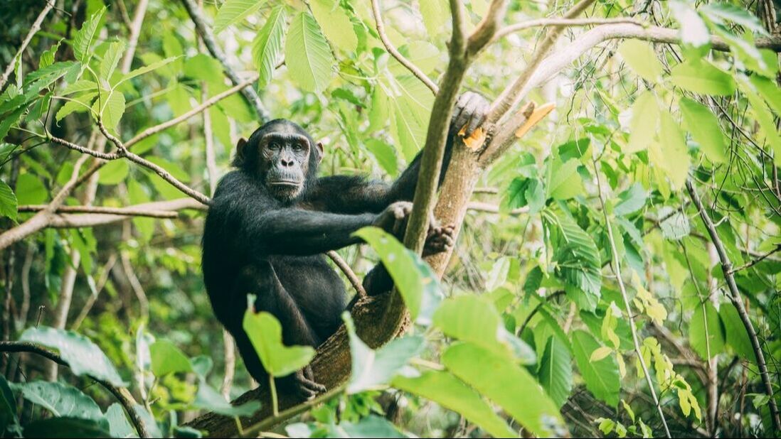 Ein Schimpanse sitzt auf einem Ast in einem Baum