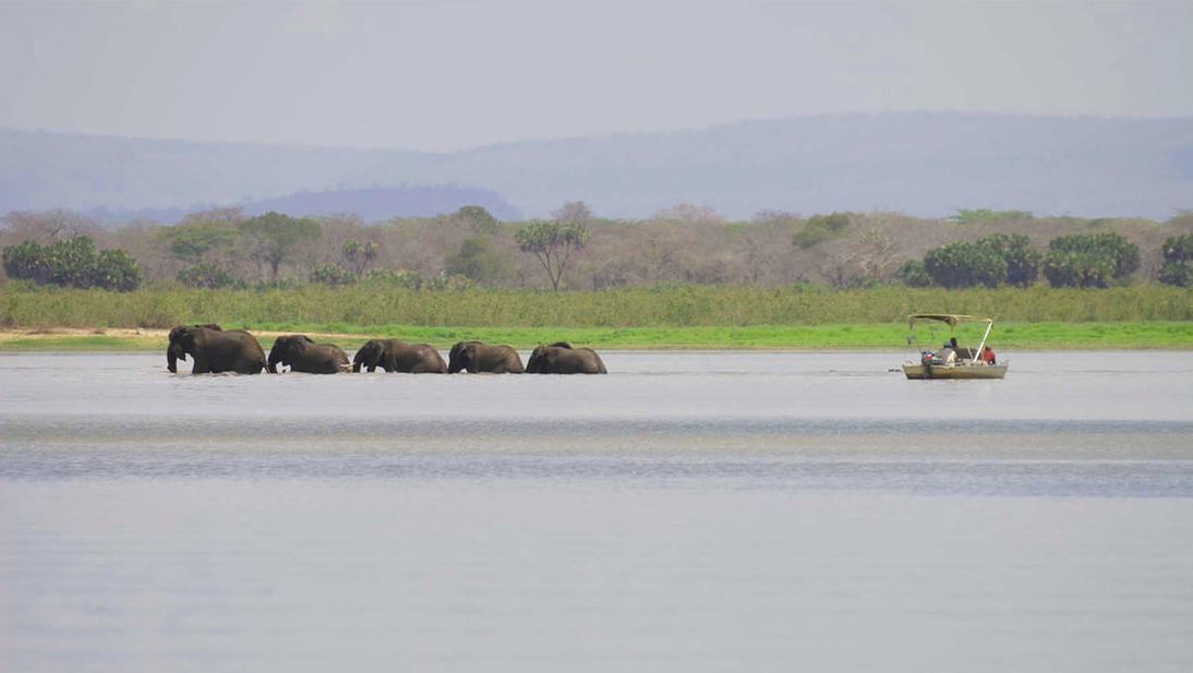 Mehrere Elefanten in einem Fluss werden von Menschen in einem Boot beobachtet
