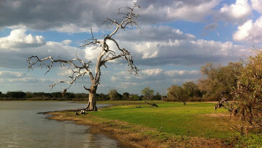 Ein einzelner toter Baum am Ufer eines Flusses
