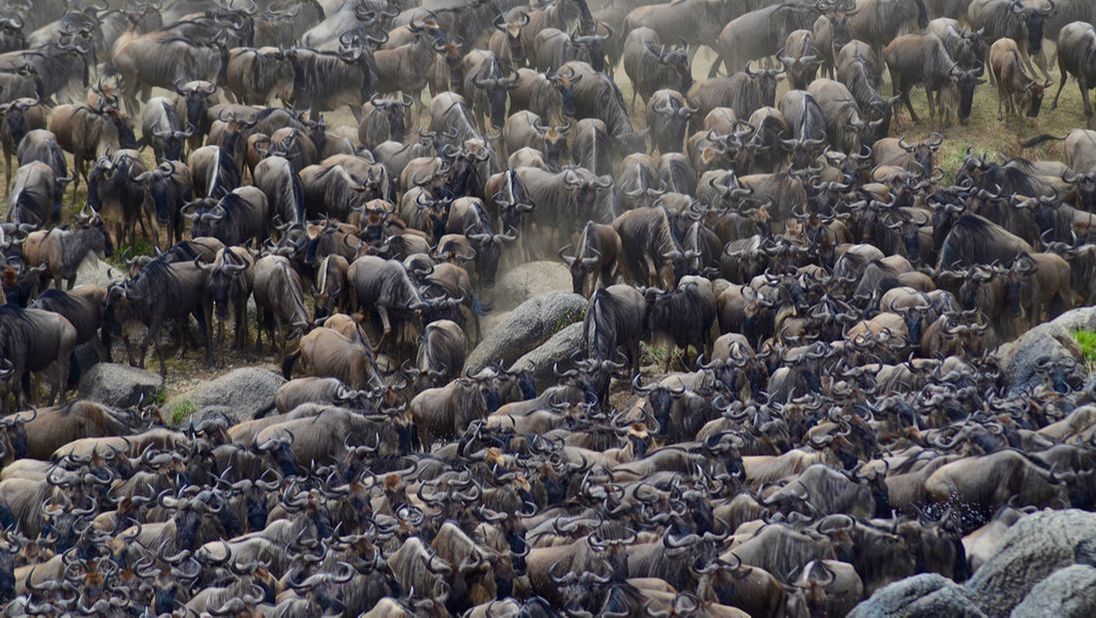Eine große Anzahl an Wasserbüffeln steht gesammelt in der Steppe