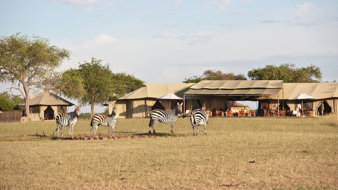 Mehrere Zebras vor einer Zelt-Lodge in Tansania