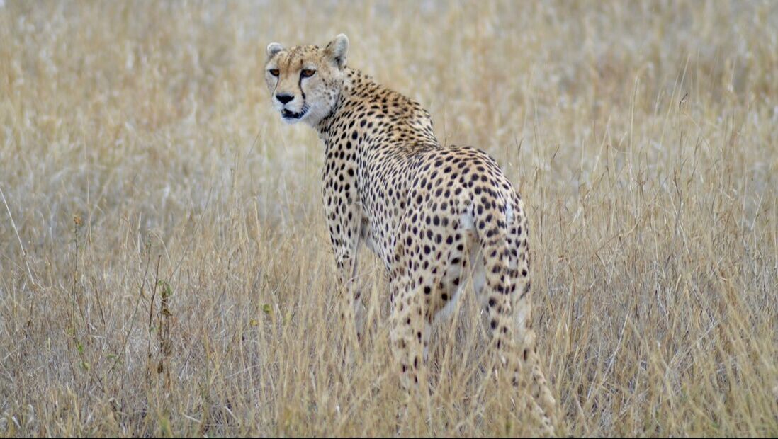 Ein Gepard steht im hohen Gras der Serengeti
