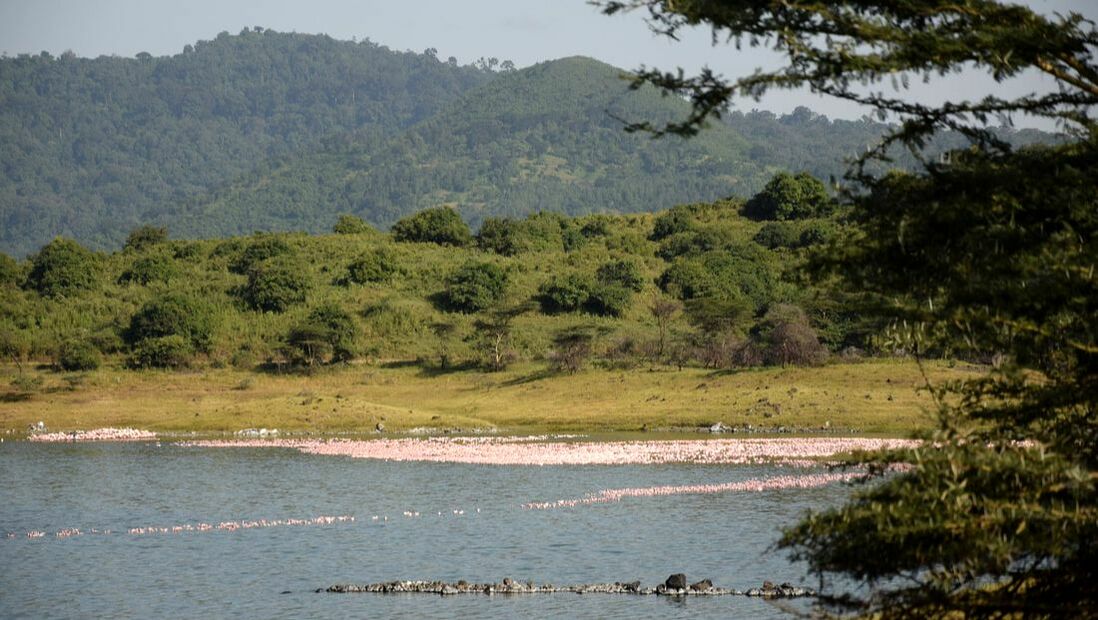 Viele rosafarbene Flamingos am Ufer eines großen Sees in einer hügeligen Landschaft