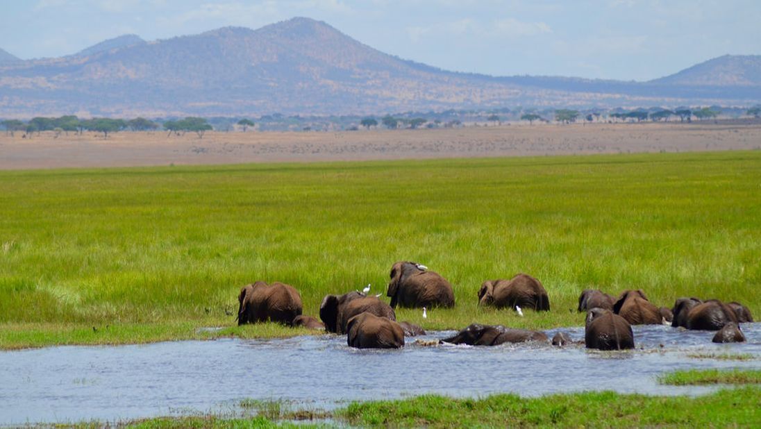 Mehrere Elefanten baden in einem See mit viel Schilf