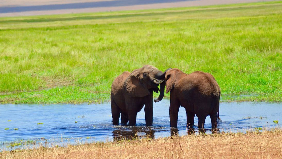 Zwei Elefanten stehen am Ufer eines Sees neben einer grünen Wiese