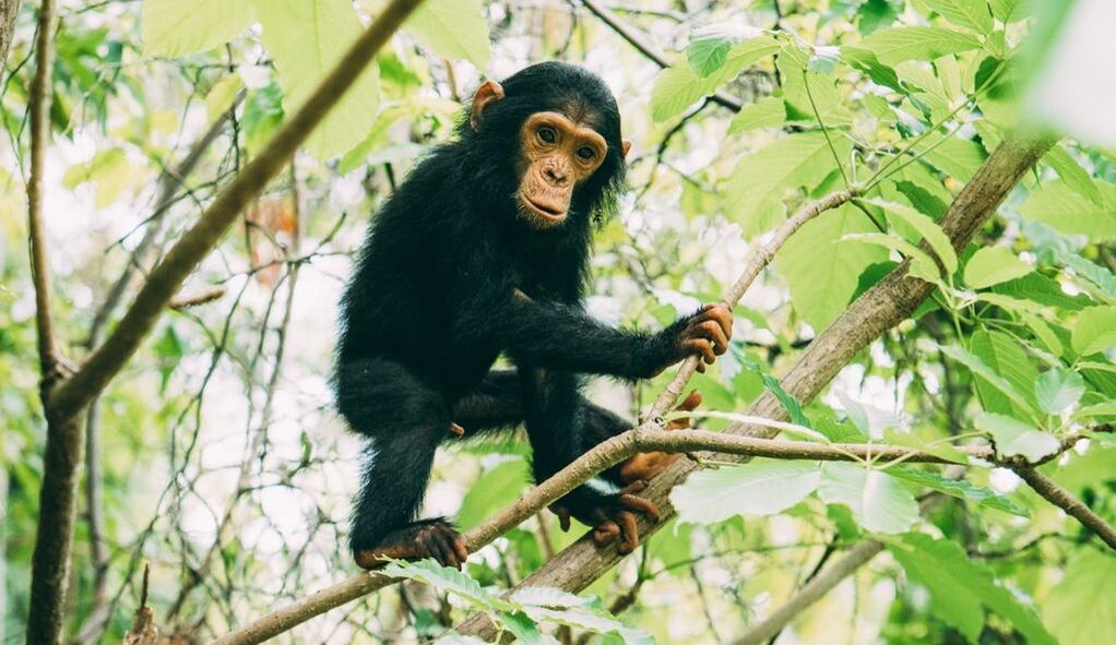 Ein kleiner Schimpanse sitzt in einer bewachsenen Baumkrone auf einem Ast