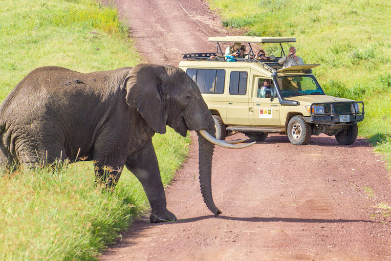 Guided Safaris 