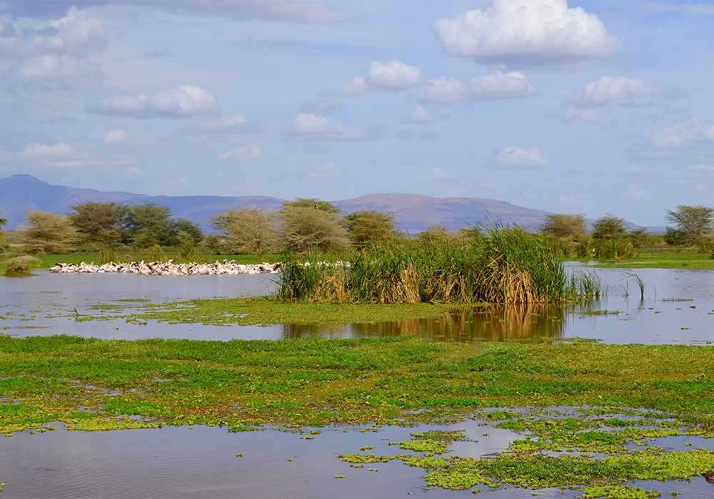 Ein See mit viel Schilf in Tansania