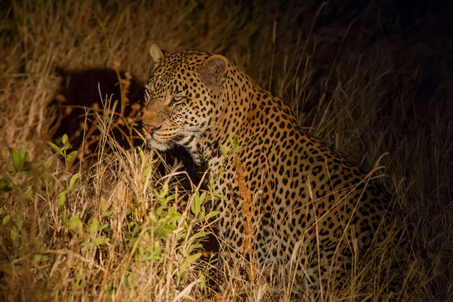 Ein Gepard sitzt in der Nacht in einem Gestrüpp und wird von einem Scheinwerfer beleuchtet