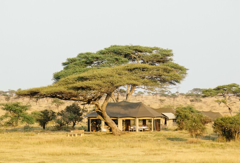 Ein Camp mit einem Stoffdach unter einem einzelnen großen Baum