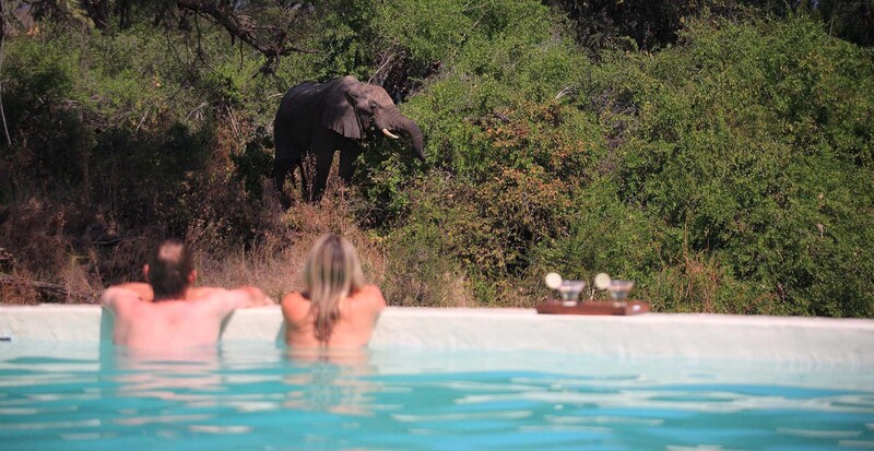 Ein Mann und eine Frau in einem Pool mit Blick auf einen Elefanten