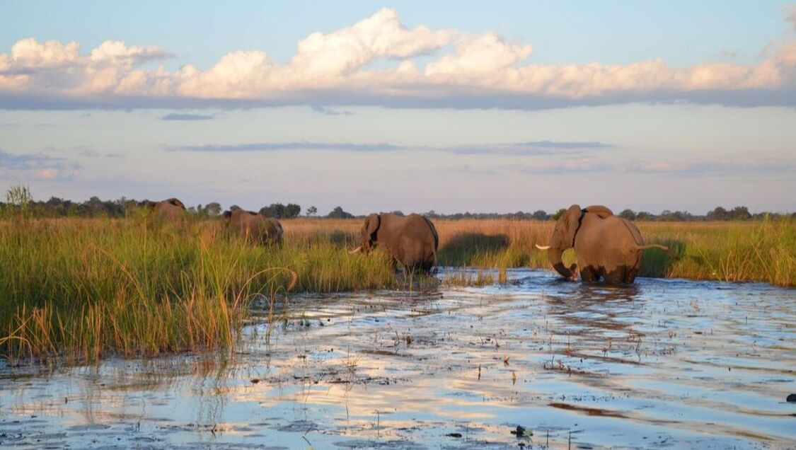 Elefanten in einem Flussbett im Sonnenschein