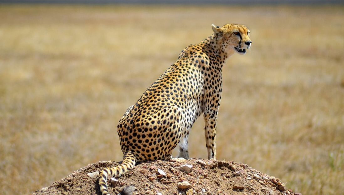 Ein Gepard steht im hohen Gras der Serengeti