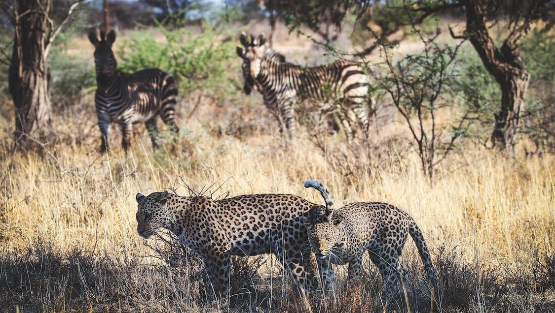 Zwei Leoparden stehen im afrikanischen Busch im Schatten