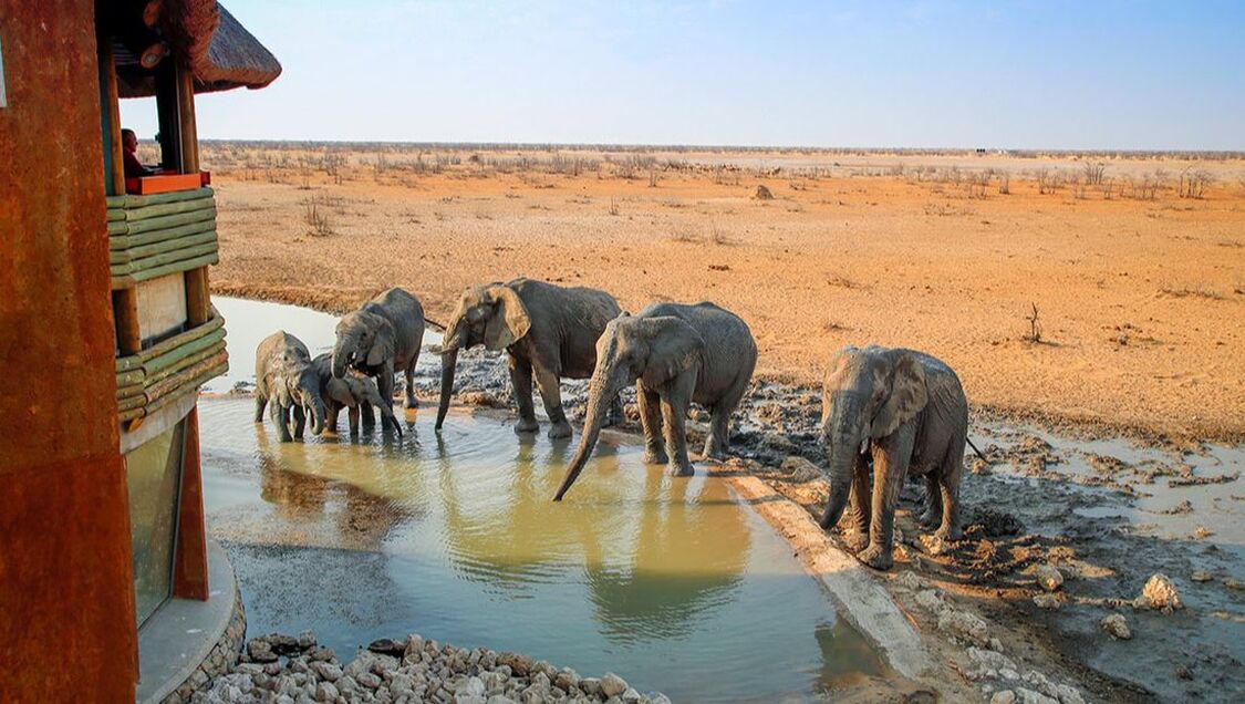 Mehrere Elefanten stehen in einem Wasserbecken