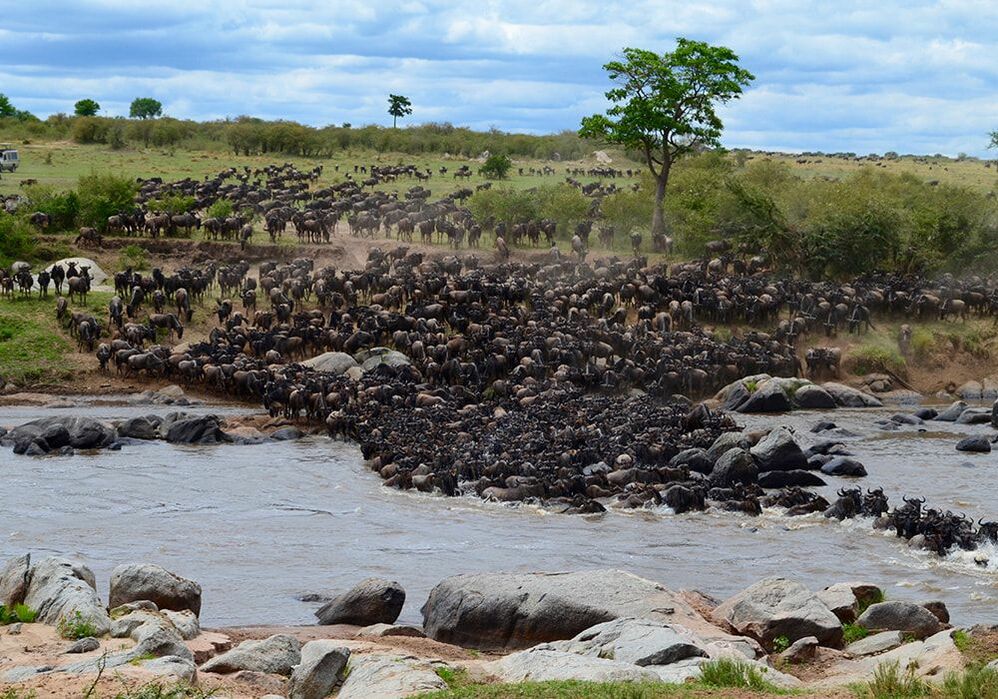 The Mara River Crossing - Northern Serengeti