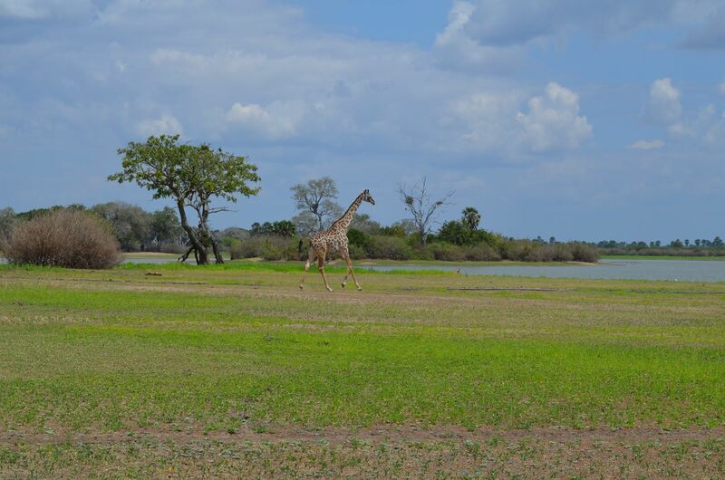 Eine Giraffe läuft über ein Stück Wiese in Richtung eines Sees